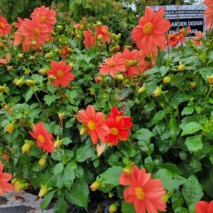 Meet your Posher, Delaine